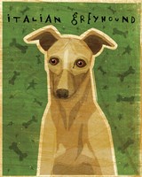 Italian Greyhound - Fawn Fine Art Print