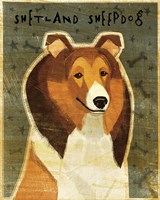 Shetland Sheepdog Fine Art Print