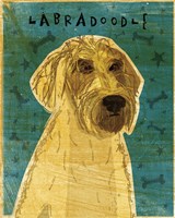 Yellow Labradoodle Fine Art Print