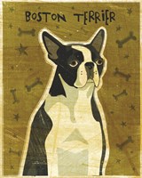 Boston Terrier Fine Art Print