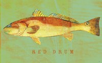 Red Drum Fine Art Print