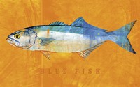 Bluefish Fine Art Print