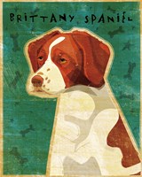 Brittany Spaniel Framed Print