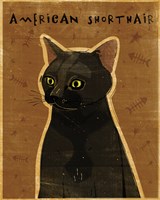 American Shorthair Framed Print