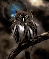 Night Owl Fine Art Print