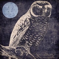 Owl 1 Fine Art Print