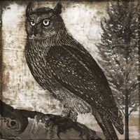 Owl 2 Fine Art Print