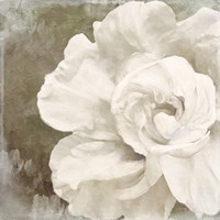Petals Impasto II Fine Art Print