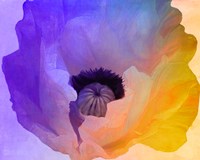 Poppy Gradient III Fine Art Print