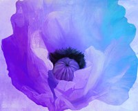 Poppy Gradient IV Fine Art Print