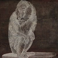 Monkey Fine Art Print