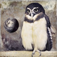 Moon Owl Framed Print