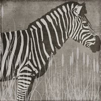 Zebra Fine Art Print