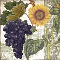 Dolcetto I Fine Art Print