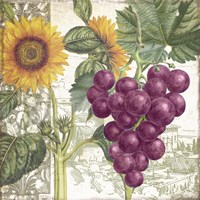 Dolcetto II Fine Art Print