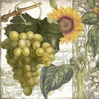 Dolcetto III Fine Art Print