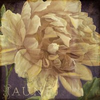 Jaune Fine Art Print