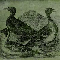 Mallards Framed Print