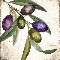 Olive Branch I Fine Art Print