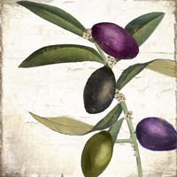 Olive Branch II Fine Art Print