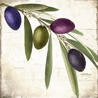 Olive Branch IV Framed Print