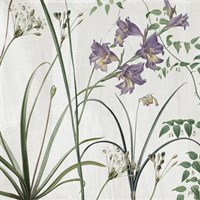 Softly III Fine Art Print