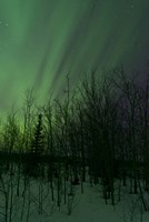 Aurora Borealis over Trees Fine Art Print