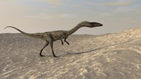 Coelophysis Walking through Desert Fine Art Print