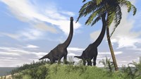 Two Large Brachiosaurus Grazing Fine Art Print