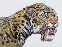 Megantereon, Pliocene Epoch Fine Art Print