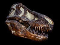 A Fossilized Skull of a T Rex Fine Art Print