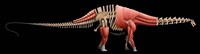 Apatosaurus Skeleton Fine Art Print