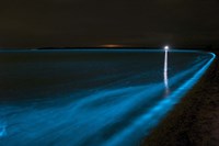 Bioluminescence in Waves in the Gippsland Lakes Fine Art Print