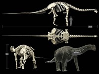 Anatomy of a Titanosaur Fine Art Print