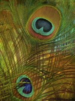 Peacock Candy II Fine Art Print