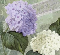 Hortensia 1 Fine Art Print