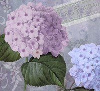 Hortensia 2 Fine Art Print