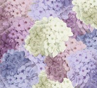 Hortensia Groundless Warm Tones Fine Art Print