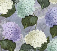 Hortensia Lavenders Framed Print