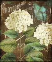 Alabaster Hydrangea Fine Art Print