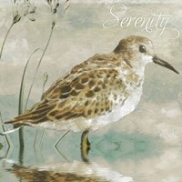 Sand Piper I Fine Art Print