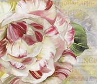 Camellias II Fine Art Print