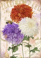 Chrysanthemums Fine Art Print