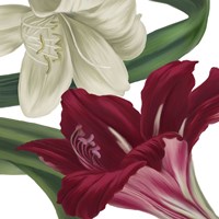 Christmas Amaryllis II by Color Bakery - various sizes