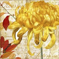 Chrysanthemes II Fine Art Print