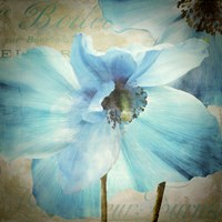 Himalayan Blue II Fine Art Print