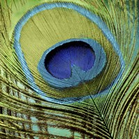 Peacock Candy V Fine Art Print