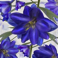 Delphine I Fine Art Print