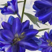 Delphine II Fine Art Print