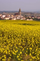 Yellow mustard flowers, Elvillar Village, La Rioja, Spain Fine Art Print